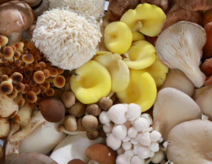 What Are Functional Mushrooms and What Are Their Benefits?