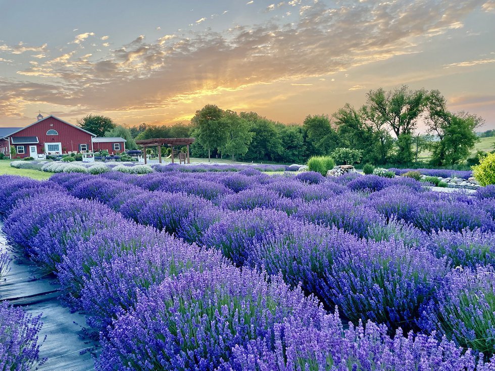 Why Lavender Is So Calming: Benefits for Stress & Skin – Flock & Field ...