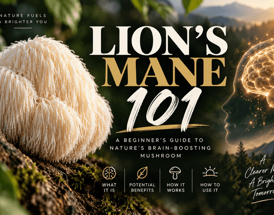 Lion’s Mane 101: A Beginner’s Guide