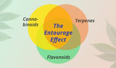 Understanding the Entourage Effect | Full-Spectrum CBD Benefits
