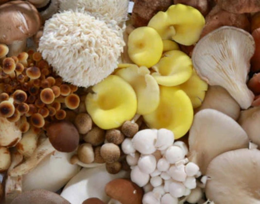 What Are Functional Mushrooms and What Are Their Benefits?
