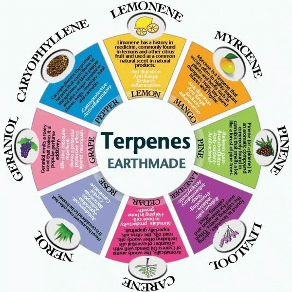 What Are Terpenes? Benefits, Uses, and Why They Matter for CBD Wellness