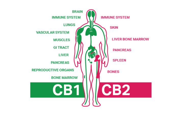 What Is the Endocannabinoid System?
