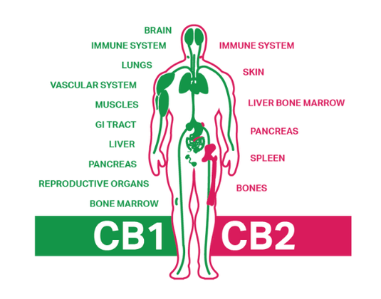 What Is the Endocannabinoid System?