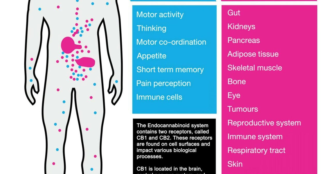 Why CBD Helps With Inflammation (Simplified Science)