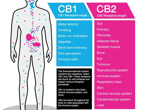 Why CBD Helps With Inflammation (Simplified Science)