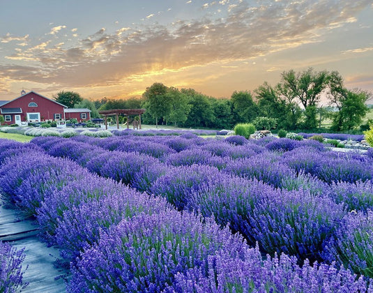 Why Lavender Is So Calming: Benefits for Stress & Skin